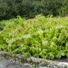 Спирея японская Макрофилла (Macrophylla) 14