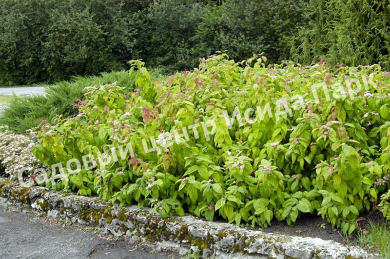 Спирея японская Макрофилла (Macrophylla) Спирея японская Макрофилла (Macrophylla)