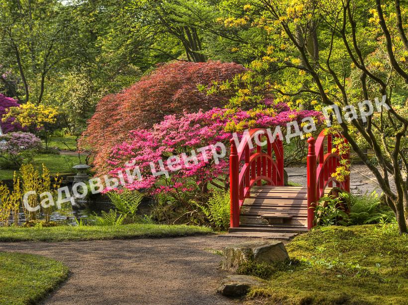 Спирея японская Макрофилла (Macrophylla) Спирея японская Макрофилла (Macrophylla)