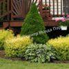 Спирея японская Макрофилла (Macrophylla) 16
