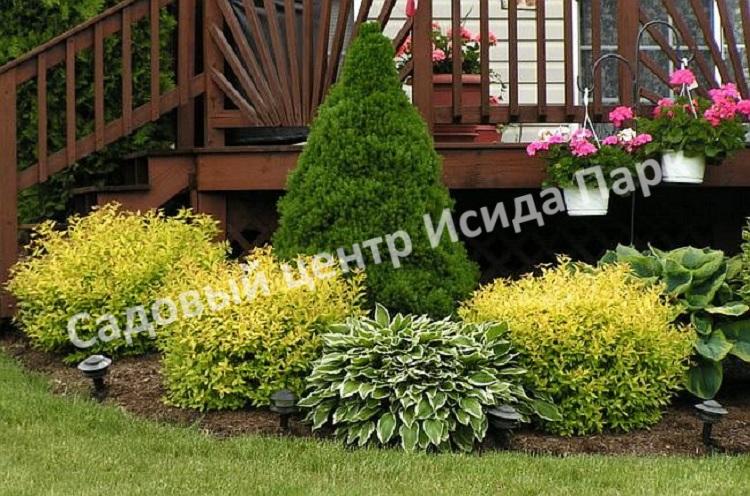 Спирея японская Макрофилла (Macrophylla) Спирея японская Макрофилла (Macrophylla)