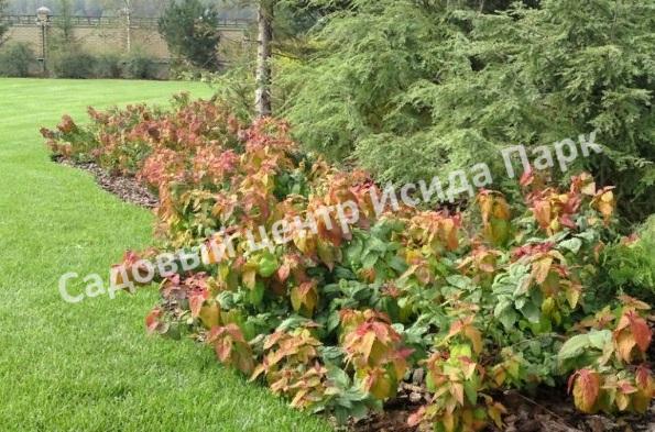 Спирея японская Макрофилла (Macrophylla) Спирея японская Макрофилла (Macrophylla)