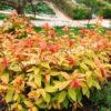 Спирея японская Макрофилла (Macrophylla) 18