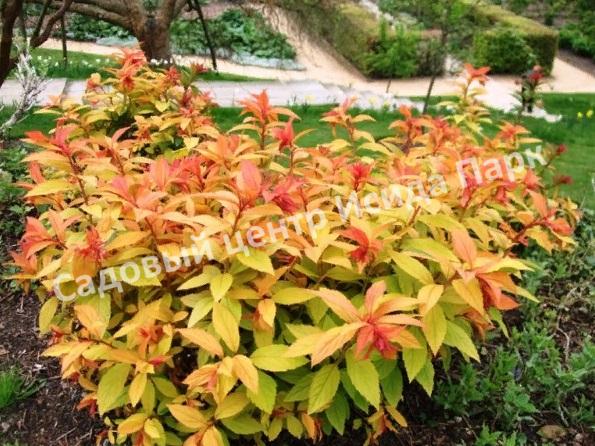 Спирея японская Макрофилла (Macrophylla) Спирея японская Макрофилла (Macrophylla)