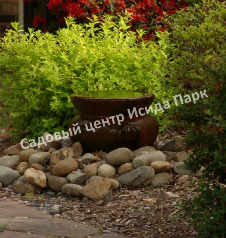 Спирея японская Макрофилла (Macrophylla) Спирея японская Макрофилла (Macrophylla)