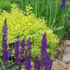 Спирея японская Макрофилла (Macrophylla) 20