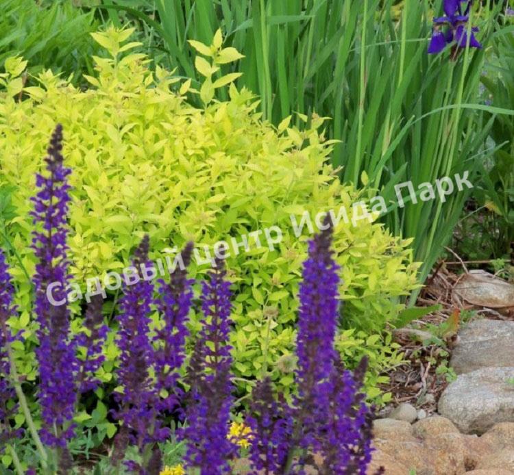 Спирея японская Макрофилла (Macrophylla) Спирея японская Макрофилла (Macrophylla)