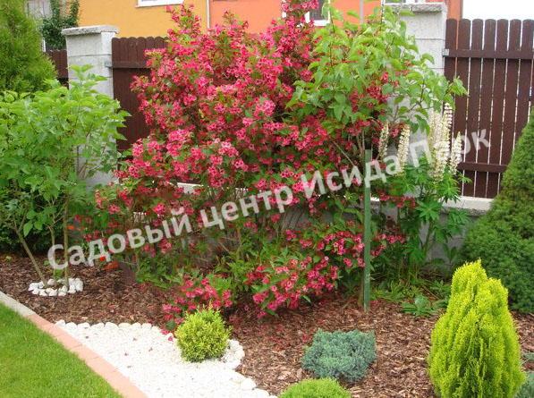 Спирея японская Макрофилла (Macrophylla) Спирея японская Макрофилла (Macrophylla)