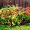 Спирея японская Макрофилла (Macrophylla) 22