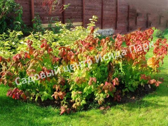 Спирея японская Макрофилла (Macrophylla) Спирея японская Макрофилла (Macrophylla)