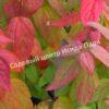 Спирея японская Макрофилла (Macrophylla) 11