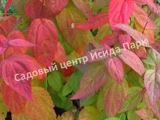 Спирея японская Макрофилла (Macrophylla) Спирея японская Макрофилла (Macrophylla)