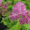 Спирея японская Макрофилла (Macrophylla) 1