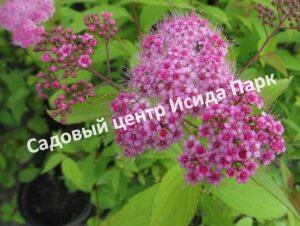 Спирея японская Макрофилла (Macrophylla)