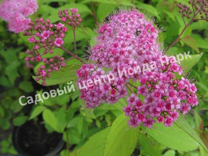 Спирея японская Макрофилла (Macrophylla) Спирея японская Макрофилла (Macrophylla)