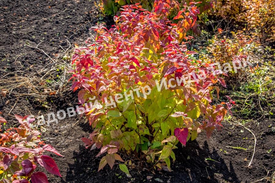 Спирея японская Макрофилла (Macrophylla) Спирея японская Макрофилла (Macrophylla)