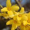 Форзиция промежуточная (средняя) Спринг Глори (Spring Glory) 3