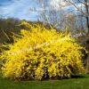 Форзиция промежуточная (средняя) Спринг Глори (Spring Glory) 1