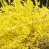 Форзиция промежуточная (средняя) Спринг Глори (Spring Glory) 4