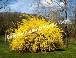 Форзиция промежуточная (средняя) Спринг Глори (Spring Glory)