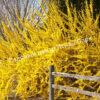 Форзиция промежуточная (средняя) Спринг Глори (Spring Glory) 6
