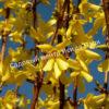 Форзиция промежуточная (средняя) Спринг Глори (Spring Glory) 7