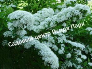 Спирея средняя, таволга, волжанка (Srednyaya, Tavolga, Volzhanka)