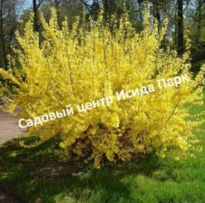 Форзиция яйцевидная Тетраголд (Tetragold)