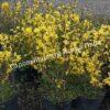 Форзиция яйцевидная Тетраголд (Tetragold) 6