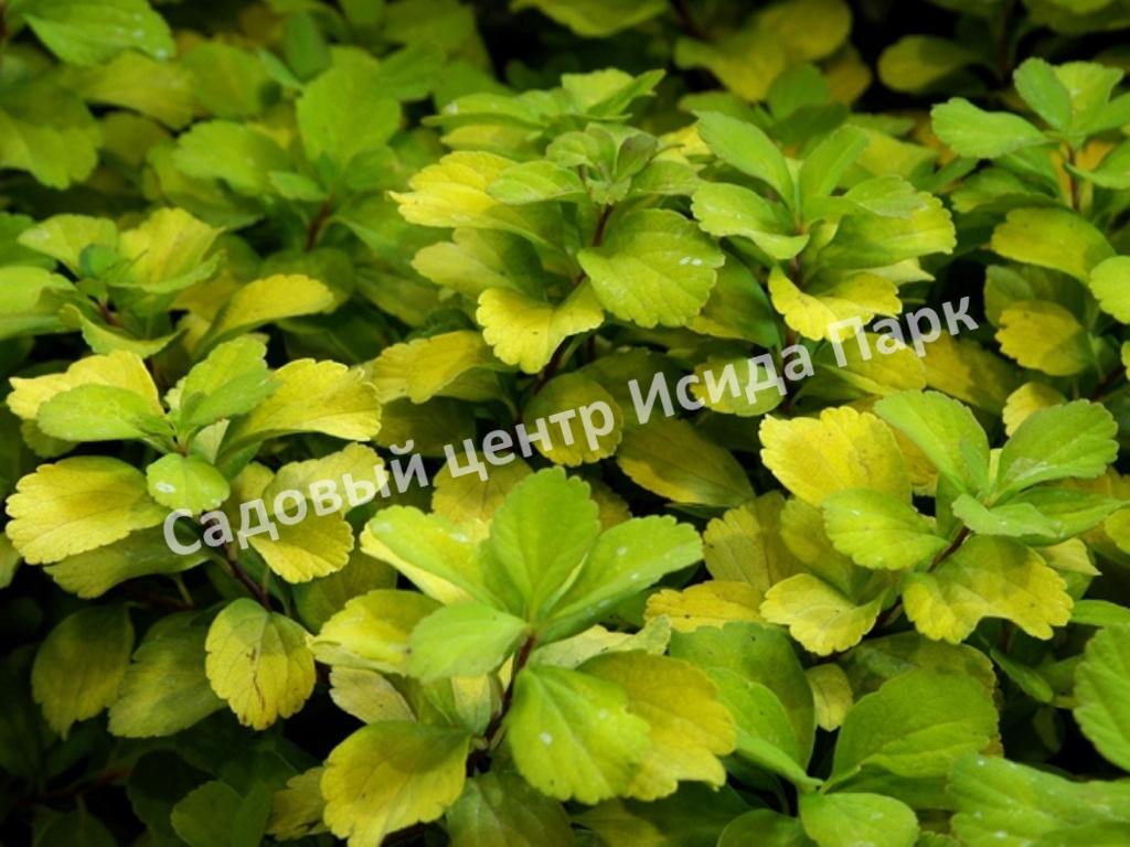 Спирея березолистная Тор Голд (Tor Gold) Спирея березолистная Тор Голд (Tor Gold)