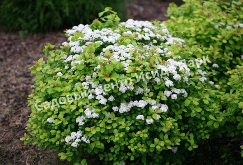 Спирея березолистная Тор Голд (Tor Gold) Спирея березолистная Тор Голд (Tor Gold)