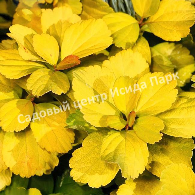 Спирея березолистная Тор Голд (Tor Gold) Спирея березолистная Тор Голд (Tor Gold)