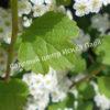Спирея трехлопастная (Spiraea trilobata) 4