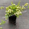 Спирея трехлопастная (Spiraea trilobata) 2