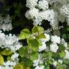 Спирея трехлопастная (Spiraea trilobata) 1
