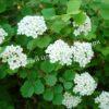 Спирея трехлопастная (Spiraea trilobata) 5
