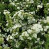 Спирея трехлопастная (Spiraea trilobata) 6