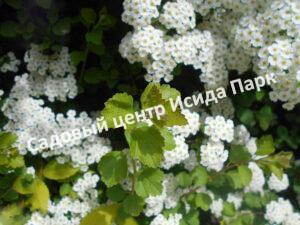 Спирея трехлопастная (Spiraea trilobata)