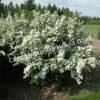 Спирея трехлопастная (Spiraea trilobata) 7