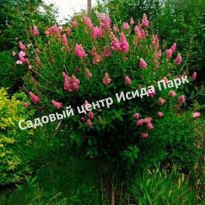 Спирея Триумфанс (Triumphans)