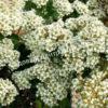 Спирея ниппонская Уайт Карпет, Вайт Карпет (White Carpet) 8