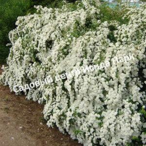 Спирея Вангутта (vanhouttei)
