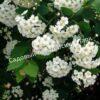 Спирея Вангутта (vanhouttei) 24