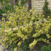 Форзиция промежуточная (средняя) Вариегата (Variegata) 2
