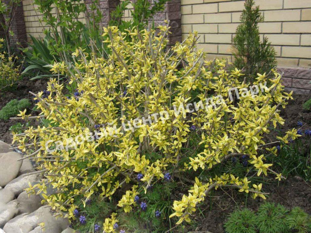 Форзиция промежуточная (средняя) Вариегата (Variegata)