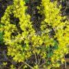 Форзиция промежуточная (средняя) Вариегата (Variegata) 4