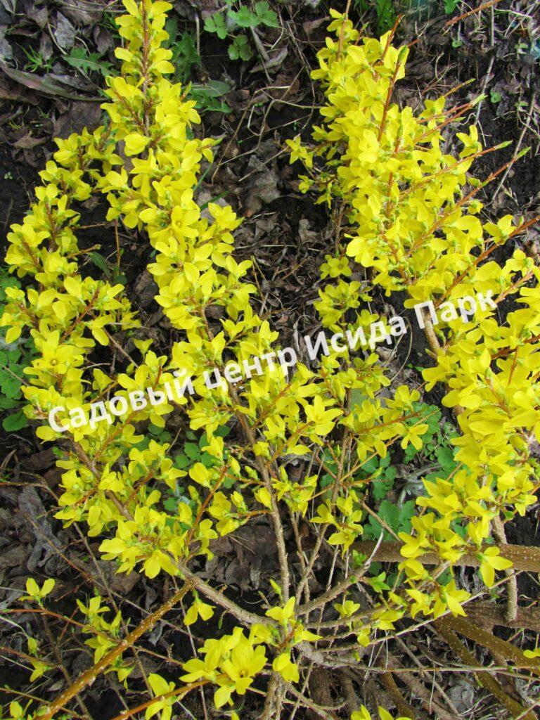 Форзиция промежуточная (средняя) Вариегата (Variegata)