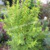 Форзиция промежуточная (средняя) Вариегата (Variegata) 5