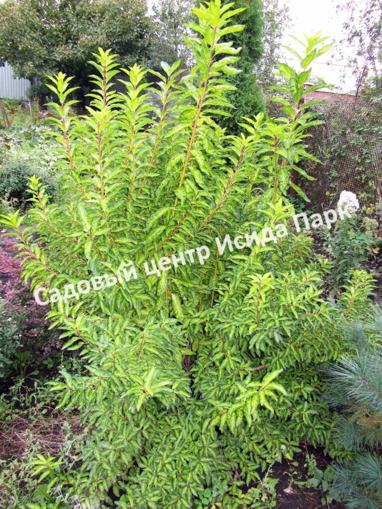 Форзиция промежуточная (средняя) Вариегата (Variegata)