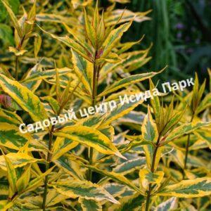 Форзиция промежуточная (средняя) Вариегата (Variegata)